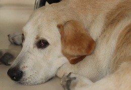 食品原料小百科：小狗會(huì)不會(huì)得關(guān)節(jié)炎？