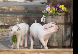 β －羥基- β －甲基丁酸在家畜生產(chǎn)中的應(yīng)用（下）