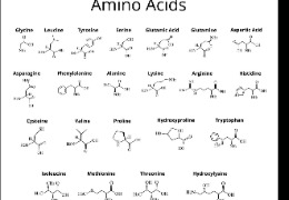 D-異亮氨酸：體育營養(yǎng)品和蛋白質(zhì)補充劑中的氨基酸
