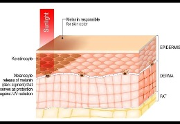 哪種膚色最容易曬黑？(上)